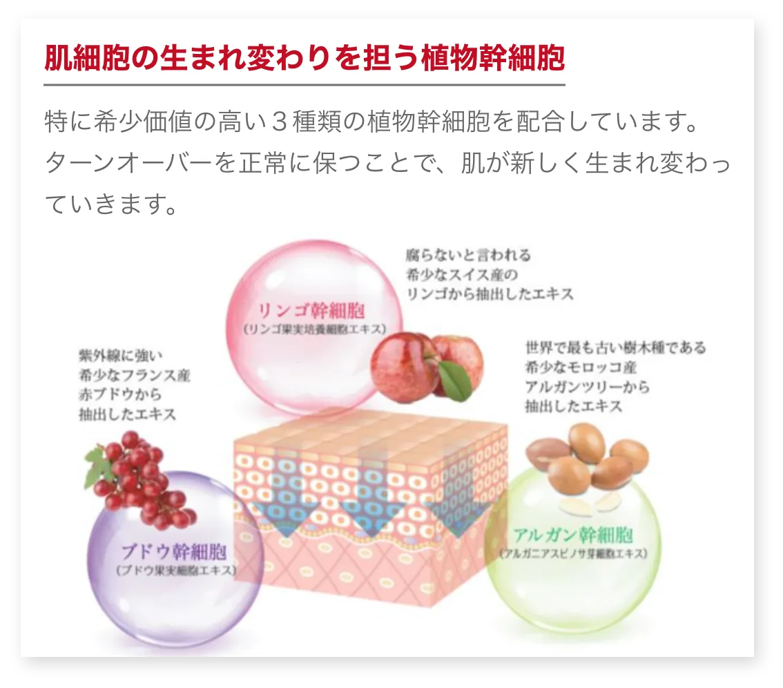 肌細胞の生まれ変わりを担う植物幹細胞。特に希少価値の高い３種類の植物幹細胞を配合しています。ターンオーバーを正常に保つことで、肌が新しく生まれ変わっていきます。